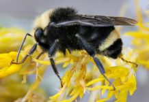 Bees are Buzzing Again and Oregon Has Plan to Keep Them Healthy