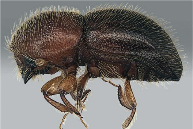 Exotic Wood Boring Beetles Knocking on Oregon’s Door  Northeast Oregon Now